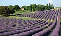 Champ de lavande